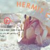 Hermtit-Crabs-Blog-1.jpg